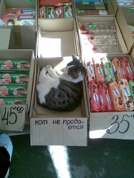 Кот не продаётся